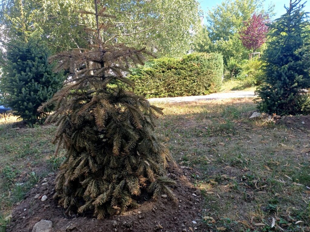 Usychajúci ihličnan z výsadby na Hradištnej